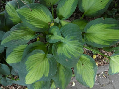 Hosta 'Forbidden Fruit' 200613.JPG