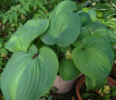 Hosta 'Holy Mole' 200613.jpg