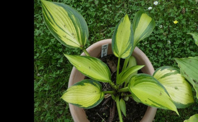Hosta 'June's Sprit' 200613.jpg