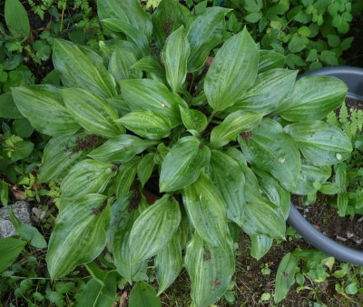 Hosta 'Korean Snow' 200613.jpg