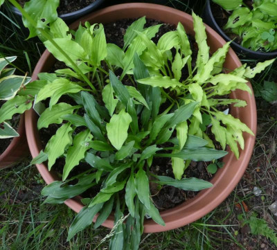 Hosta 'Goldene Woge' 'Saishu Jimu' 'Dragon Tails' 200613.jpg