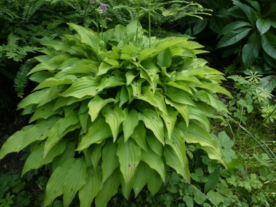 Hosta 'Lemon Lime' 200613.JPG