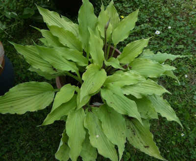 Hosta 'Marrakech' 200613.jpg