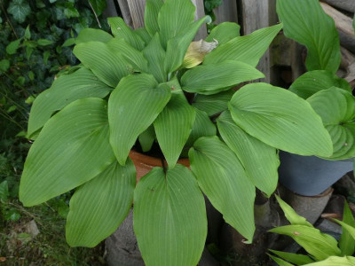 Hosta 'Red October' 200613.jpg