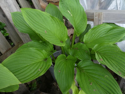 Hosta 'Sapporo' 200613.JPG