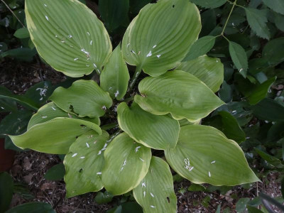 Hosta 'Winter Snow' 200613.jpg