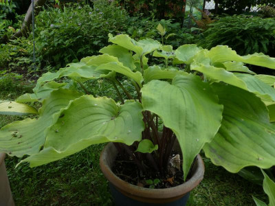 Hosta 'Valley's Lemon Squash' 2 200613.JPG