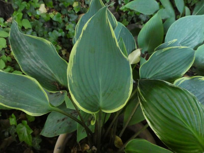Hosta 'Valley's Paparazzi 200613.JPG