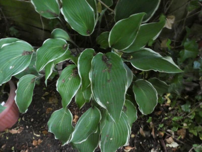 Hosta 'Valley's Sushi' 200613.JPG