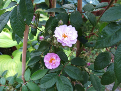 Welche Rose.JPG