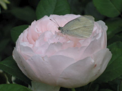 Ambridge_Rose_m_Falter_.jpg