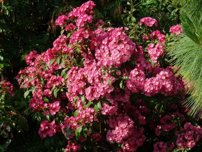 Pink Charme..JPG