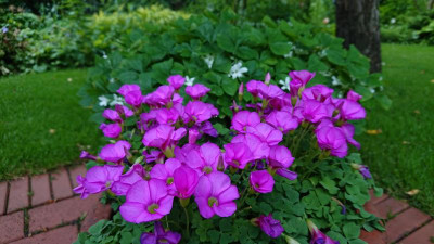 Oxalis Odalia.JPG