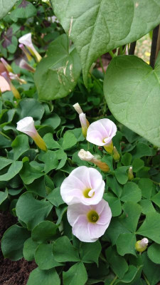 Oxalis Odalia 2.JPG