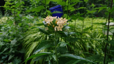 Collomia grandiflora.JPG