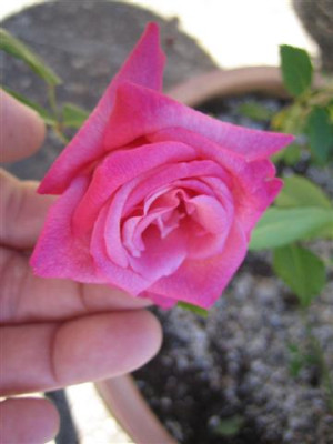 frances_greats_tea2_09_Small.JPG