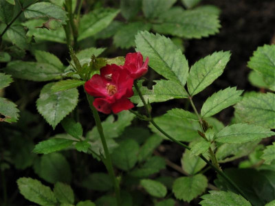 polyantharot1.JPG