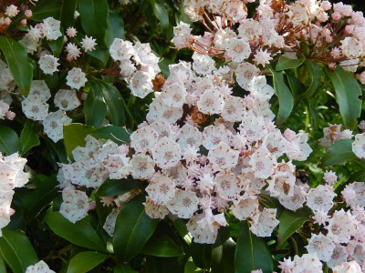 latifolia.JPG