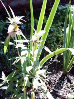 Monarda_punctata_Gelbe_Monarde.JPG