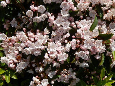 latifolia3.JPG