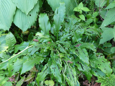 2020-06-14 Hosta 1.jpg