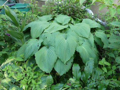 2020-06-14 Hosta 'Niagara Falls'.jpg