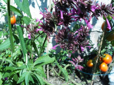 Toronjil_Morado_Agastache_Mexicana.JPG