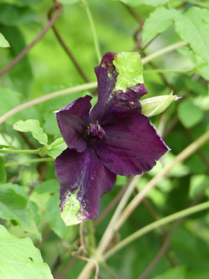 2020-06-14 Clematis 1.jpg
