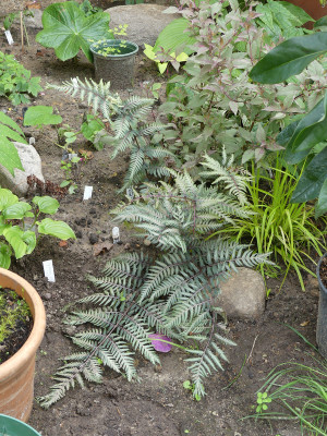 2020-06-14 Farne Athyrium iseanum 'Crist'. X nip. 'Purple Garden'.jpg