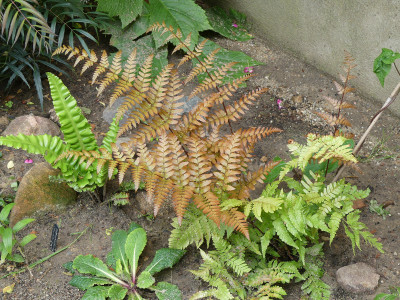 2020-06-14 Farne Dryopteris koidzumiana.jpg