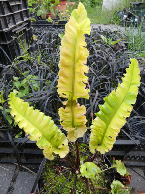 2020-06-14 Farne Asplenium scolopendrium 'Crispum Speciosum' 1.jpg