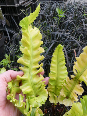2020-06-14 Farne Asplenium scolopendrium 'Crispum Speciosum' 2.jpg