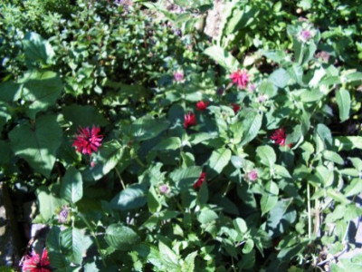 Monarda_didyma_Panorama.JPG