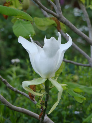 2020-06-14 Magnolia 'Asehei' 1.jpg