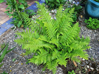 Farn_20200517_180032.jpg