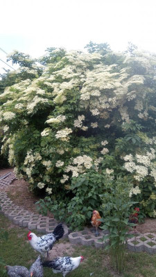 IMG-20200611-WA0000.jpeg