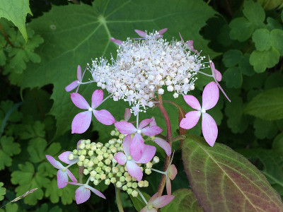 2020-06-15 Hydr. serrata  Seiryo.jpg