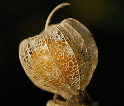 Physalis-nachts.jpg