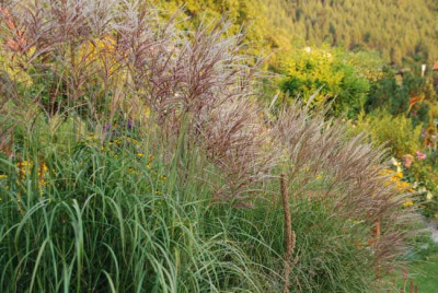 miscanthus_no_name_zwei.jpg