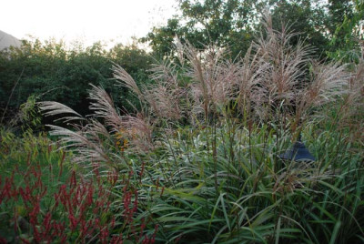 miscanthus_no_name_malepartus_fragezeichen.jpg