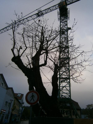 Leonberg 002.JPG