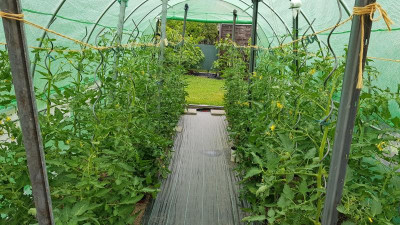Tomaten 16.6.jpg