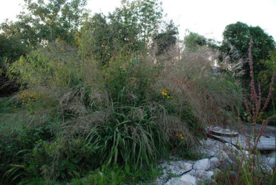 molinia_transparent_kat07.jpg