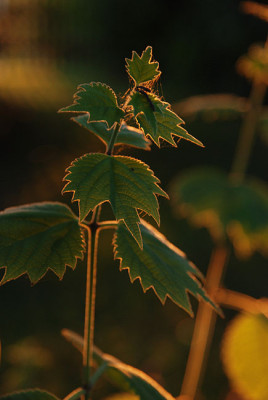 boehmeria_abendsonne1.jpg