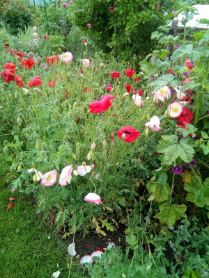 nochn  Mohn.jpg