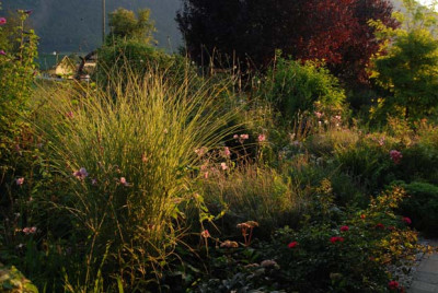 miscanthus_morning_light_kat07.jpg