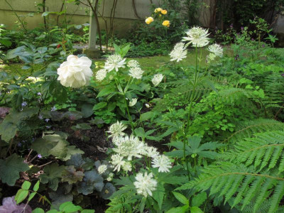 astrantia mageryfish.JPG