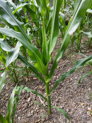 Mais Blüte20613.jpg