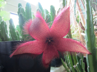 Stapelia.JPG