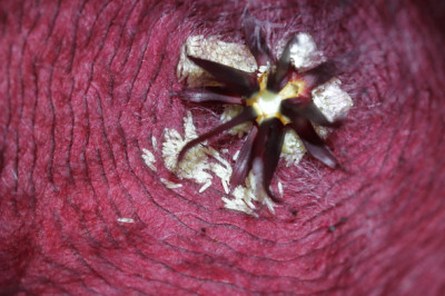 Stapeliagrandiflora.JPG
